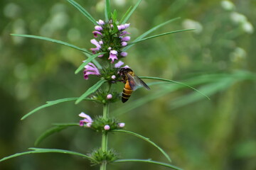 bee