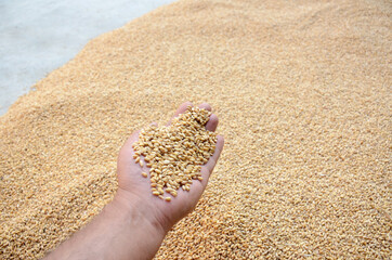 the brown color wheat berries in hand over out of the brown grey background.
