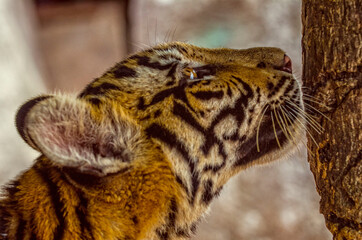 Tigre de Bengala por escalar un árbol