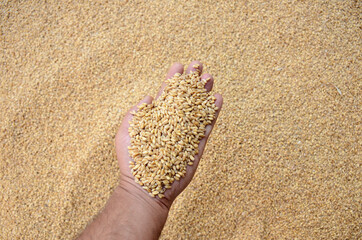 the brown color wheat berries in hand over out of the brown background.