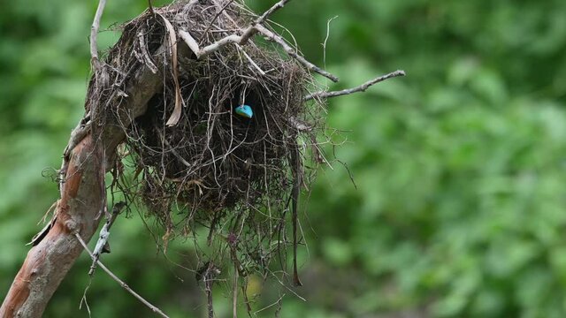 Black-and-red Broadbill, Cymbirhynchus macrorhynchos, Kaeng Krachan National Park, Thailand; seen in the nest peeking out its head showing its fantastic blue coloured bill.