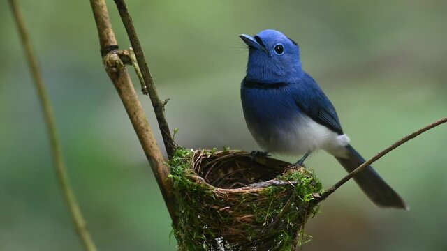 Black-naped Blue Flycatcher, Hypothymis azurea, Thailand; a male individual perched on its nest looking around alarmed of possible predators nearby, while its nestlings move to reposition.