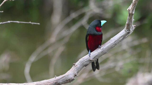 Black-and-red Broadbill, Cymbirhynchus macrorhynchos, Kaeng Krachan National Park, Thailand; perched on a bare branch of a fallen dead tree in the middle of the lake, looks around curiously.