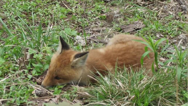 A cute cub of a red fox lies in the grass. Red fox close up.