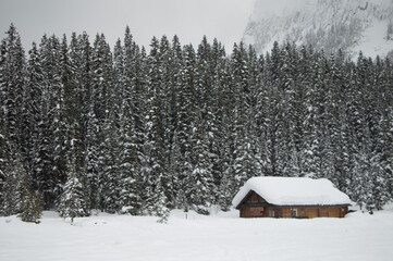 Fototapeta na wymiar Snowy Forest Landscape