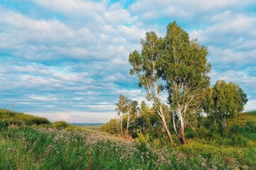 Birch trees among green grass, meadows of flowers, different grass. Sky before sunset with clouds, hills