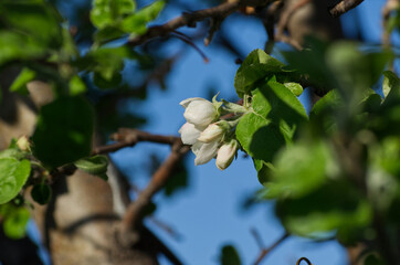 Apple Tree Blossoms Blooming in Late Spring