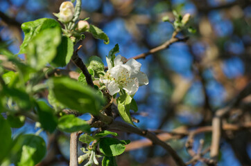 Apple Tree Blossoms Blooming in Late Spring