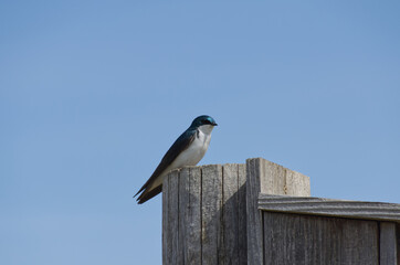 A Tree Swallow on a Birdhouse