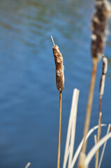 Dried Reeds near the Water