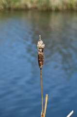 Dried Reeds near the Water