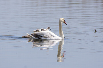 Breathtaking view of a graceful swan with chicks floating in the lake