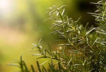 Fototapeta na wymiar Close-up of rosemary growing outdoors..