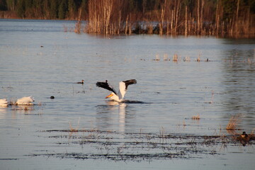 Landing On The Lake, Elk Island National Park, Alberta