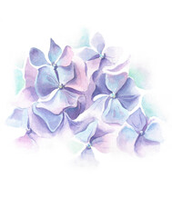 Violet hydrangea watercolor illustration