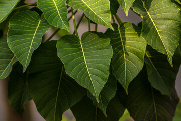 green leaves background