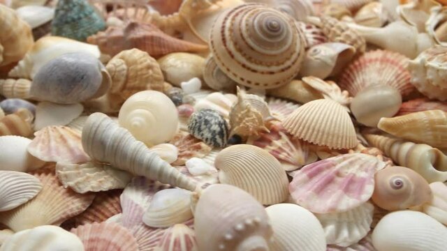 Many tropical seashells close-up, camera moving through seashells background		