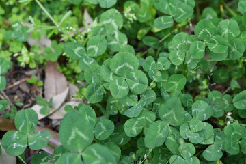 四葉のクローバー