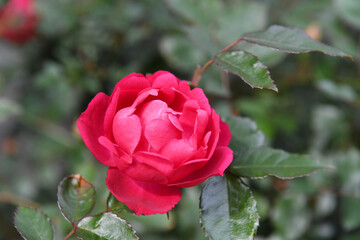 赤色のバラの花