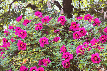 The tree peony (Paeonia x suffruticosa), or semi-shrub is a hybrid species belonging to the genus peony of the peony family.	