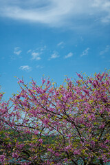 Obraz na płótnie Canvas Spring. Beautiful tree of pink flowers.