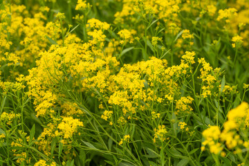 small yellow flowers on a meadow, with green leaves and grass. Ant on the flower