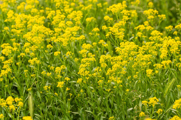 small yellow flowers on a meadow, with green leaves and grass. Ant on the flower
