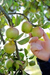 Harvesting apples.Apple orchard. Organic Fresh Farm  apples. Apples fruits on a green branch and a man's hand in  sunbeams in the garden.Autumn fruits. Harvest apples. fruit picking 
