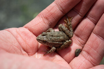 Cute animals on the palm.