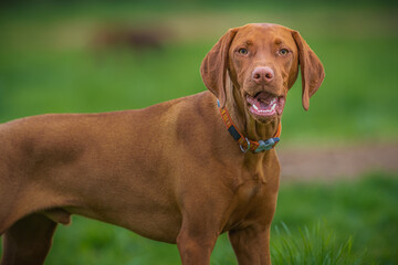 2021-05-27 A VIZSLA STANDING TALL AT THE LOCAL DOG PARK WITH A GREEN BACKGROUND