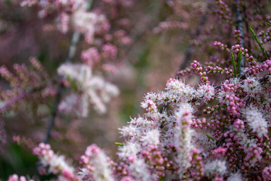 Spring. Beautiful tree of pink flowers.