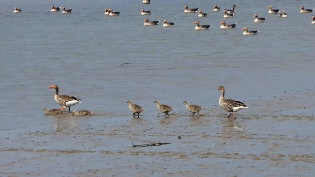 Greylag geese with young follow each other in a row towards the water to take a swim