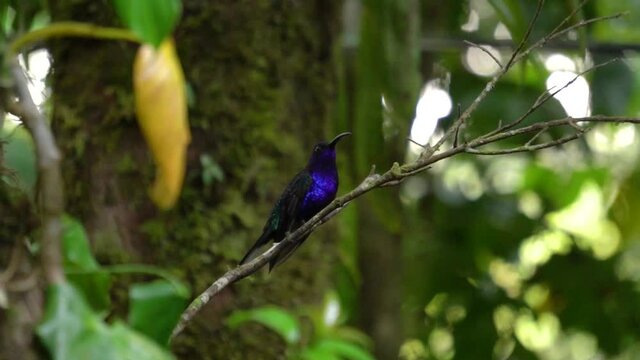 A beautiful colibri bird (a specimen of Violet Sabrewing, Campylopterus hemileucurus) standing on a branch.