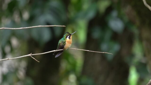 A cute bird: the Little Woodstar, colibri bourdon, colibr&iacute; abejorro, or estrellita chica (Chaetocercus bombus), a species of hummingbird in the family Trochilidae.