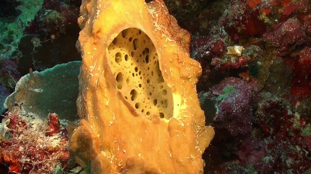 close up of a yellow sponge on coral reef