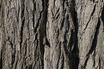 Obraz premium The bark of an old tree. Background texture in contrasting light. The old cracked bark of a large poplar.
