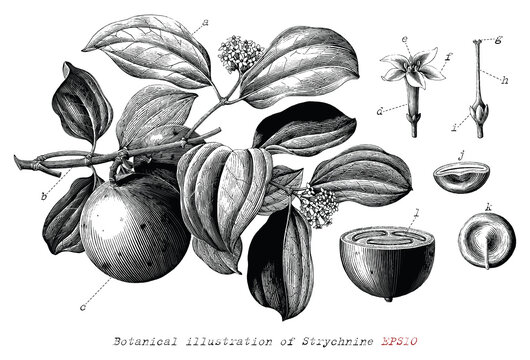 Botanical illustration of Strychnine hand drawn vintage engraving style black and white clip art isolated on white background