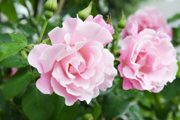 Fototapeta premium ピンク色のバラの花