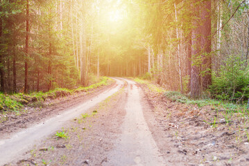 Obraz premium Spring forest road sunlight view. Road in autumn,spring,summer forest. Spring forest road urban path.