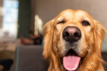 Golden retriever dog mouth opened one eye closed hohome and looking at the camera.golden labrador portrait.Closeup.