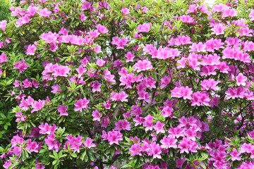 Obraz premium ピンク色の花 ツツジ