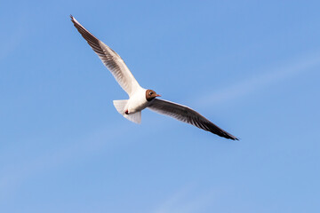 Beautiful free flight of black-headed gull in the blue sky with spread wings. 