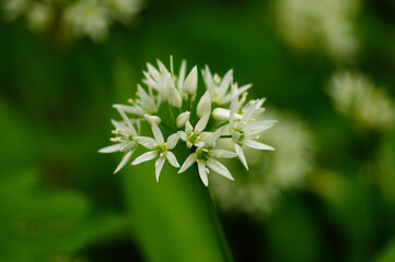 Close-up of a wild garlic flower in spring