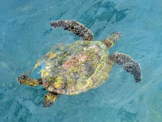green sea turtle swimming  in poipu, kauai, hawaii