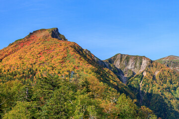 Fototapeta na wymiar 大雪山国立公園黒岳の紅葉