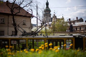 tram in the old city of Lviv on the background of the Bernardine Cathedral and dandelions