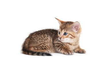 A spotted purebred kitten lies on an isolated white background