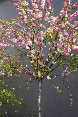 Pink sakura color on a background of a gray wall