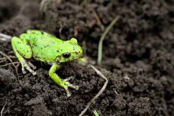 上から見たアマガエル