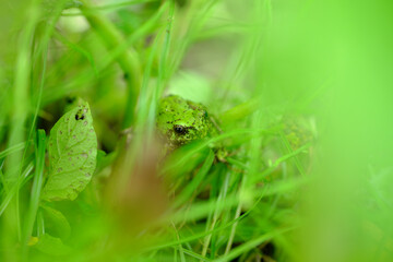 草むらに潜むアマガエル